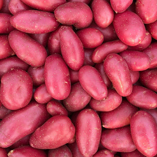 Potato ‘Cerisa’ - Earth Apples Seed Potatoes