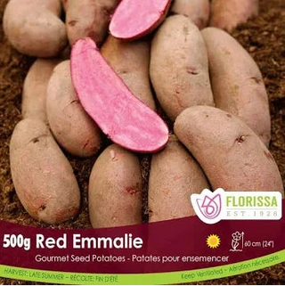 Potato ‘Red Emmalie’