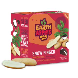 Potato ‘Snow Finger’ - Earth Apples Seed Potatoes