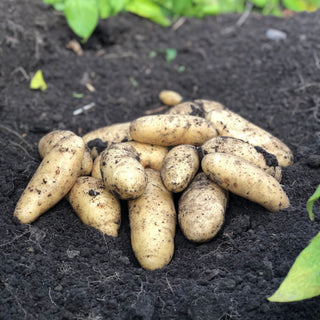 Potato ‘Snow Finger’ - Earth Apples Seed Potatoes