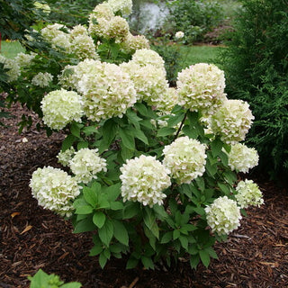 Hydrangea paniculata ‘Powerball’