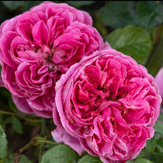 Rose ‘Powerpuff Pink’