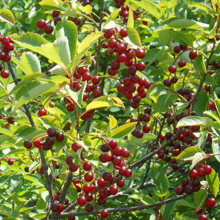 Prunus Virginiana