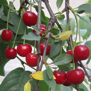 Cherry - Prunus x ‘Sweet Thing’