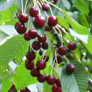 Cherry - Prunus avium ‘Tehranivee'