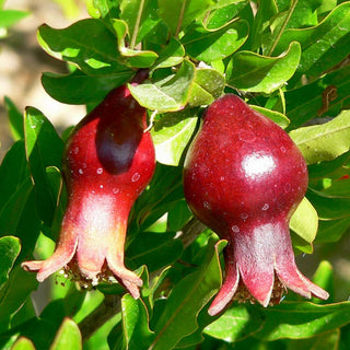 Pomegranate - Punica granatum ‘Sochi Dwarf’