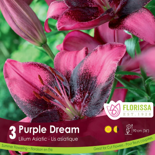 Florissa seed packet for 'Purple Dream' Asiatic Lilies with pink flowers and green leaves.