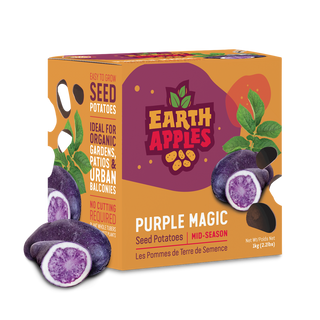 Potato ‘Purple Magic'