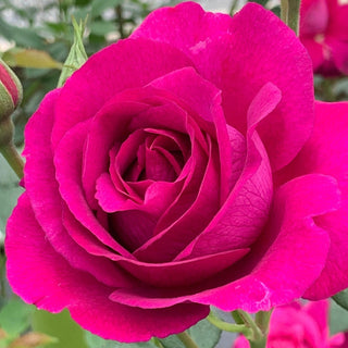 Rose ‘Purple Aura'