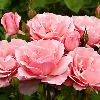 Rose ‘Queen Elizabeth’