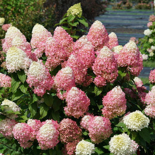 Hydrangea paniculata 'Quick Fire Fab'