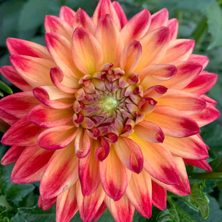 Dahlia ‘Quiet Riot’