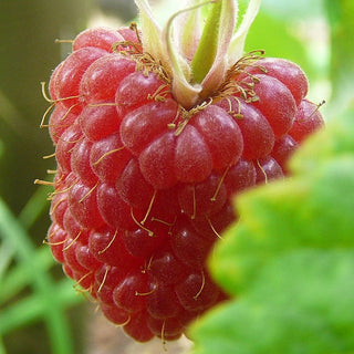 Raspberry Chinook