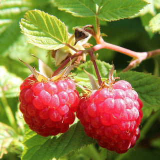 Raspberry Shortcake