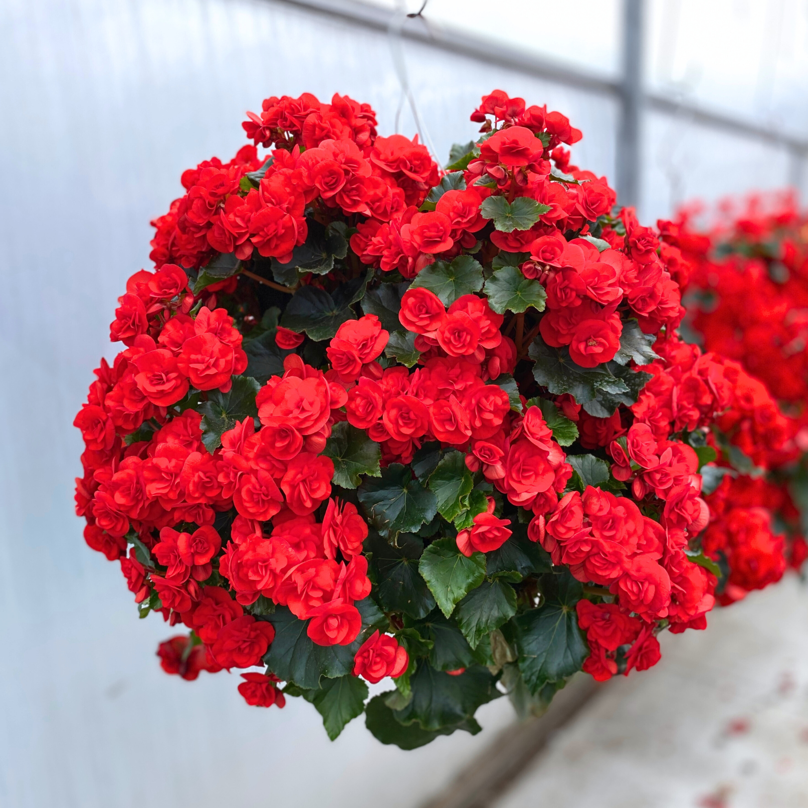 pre planted begonia hanging baskets Preorder Red Solenia Begonia Moss Hanging Basket
