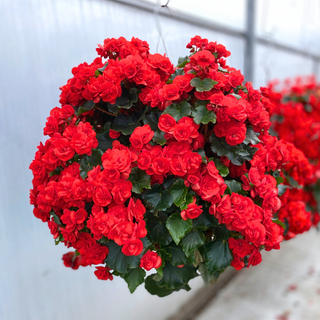 Red Solenia Begonia Moss Hanging Basket