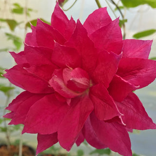 Clematis ‘Red Star’