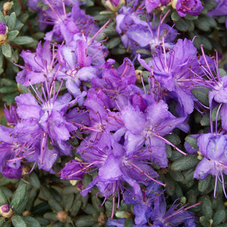 Rhododendron Impeditum