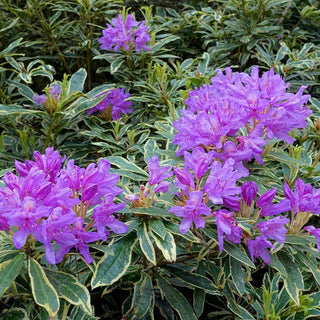 Rhododendron Ponticum Variegatum