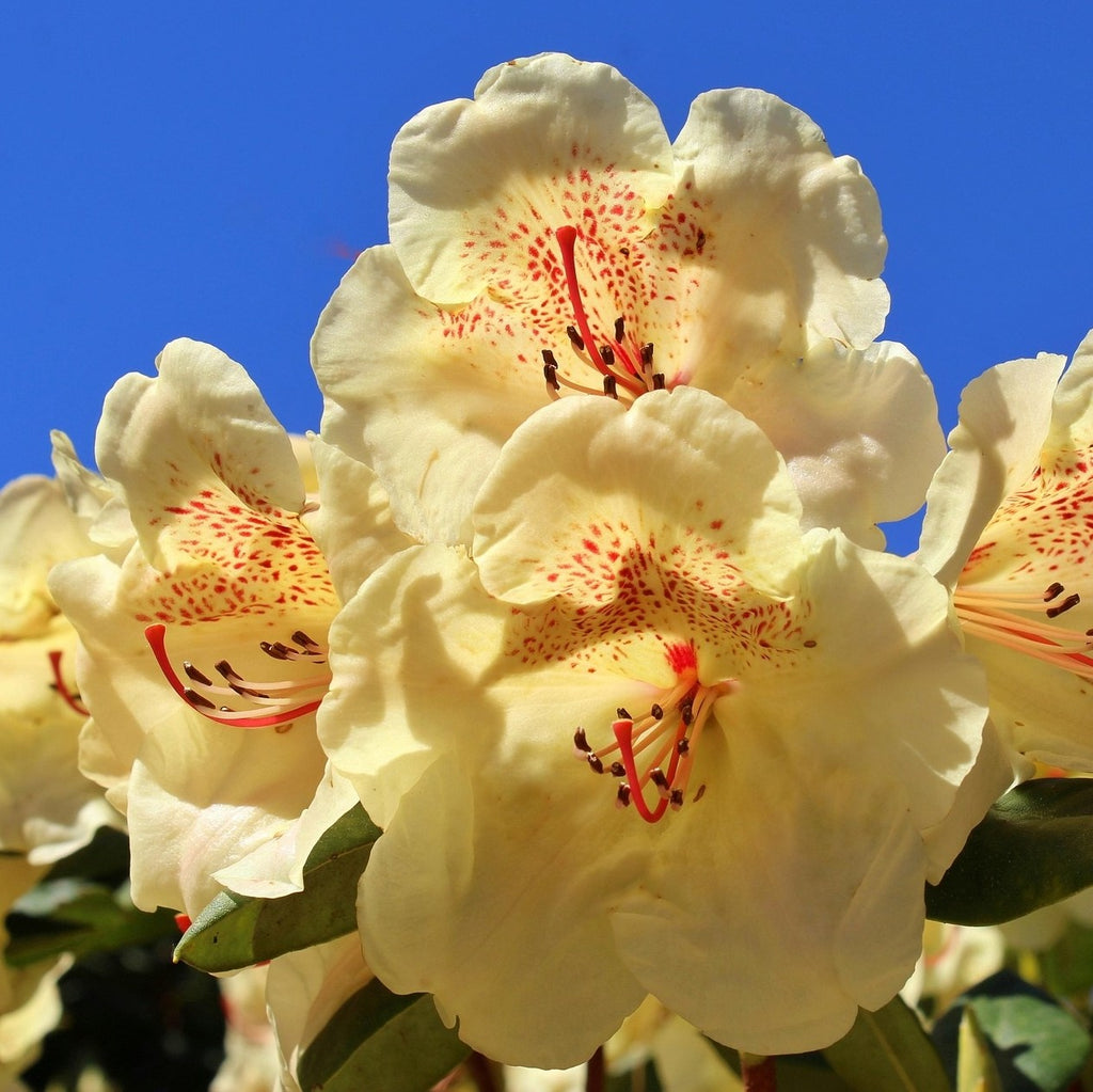 Preorder Rhododendron ‘Apricot Fantasy’ | Amsterdam Garden Centre