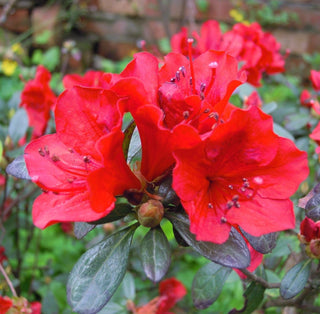 Rhododendron ‘‘Baden Baden’