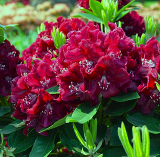 Rhododendron ‘Black Widow’