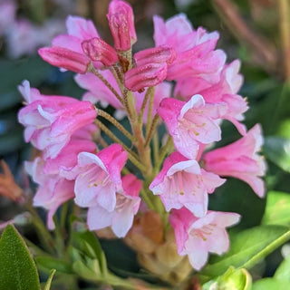 Rhododendron Bloombox Magenta