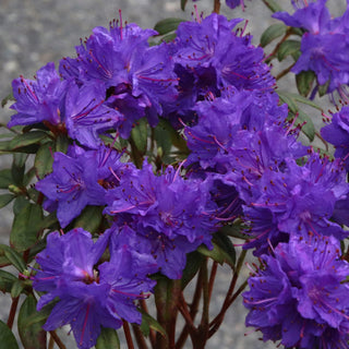 Rhododendron Blue Baron