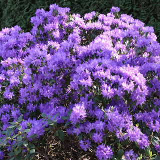 Rhododendron Blue Diamond