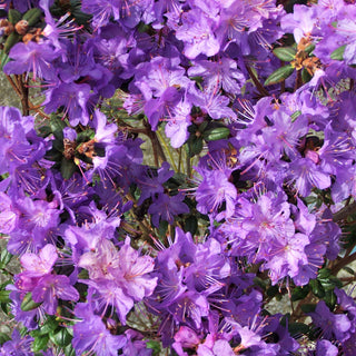 Rhododendron Bob's Blue