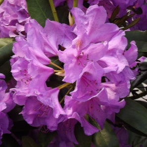 Rhododendron Boursault