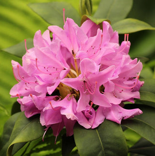 Rhododendron ‘Bubblegum’