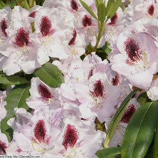 Rhododendron Calsap