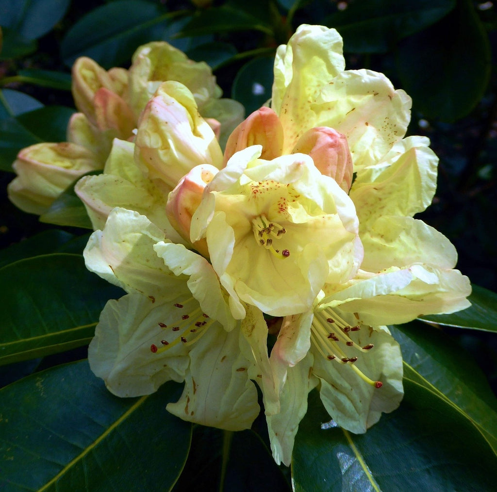 Capristano Rhododendron Preorder Rhododendron ‘Capistrano’ | Amsterdam Garden Centre