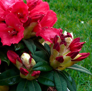 Rhododendron ‘Cherries and Merlot’