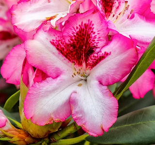 Rhododendron ‘Cherry Cheesecake’