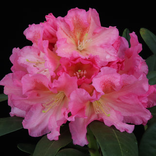 Rhododendron Cody