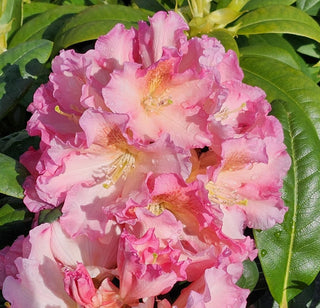Rhododendron ‘Cody'