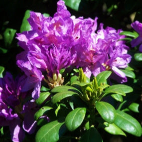 Rhododendron Daphinoides