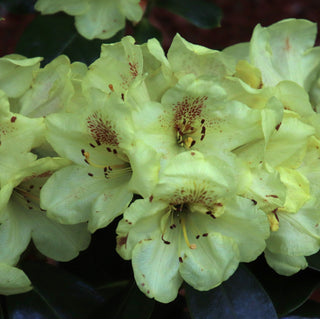 Rhododendron Gold Prinz