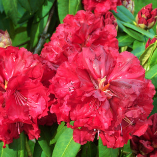 Rhododendron Grace Seabrook