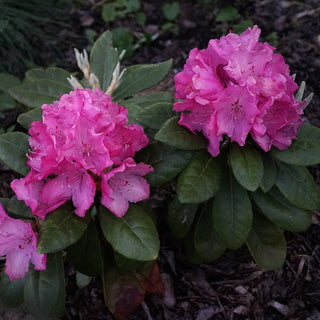 Rhododendron Hellikki