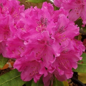 Rhododendron Holden