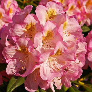 Rhododendron Hoopla