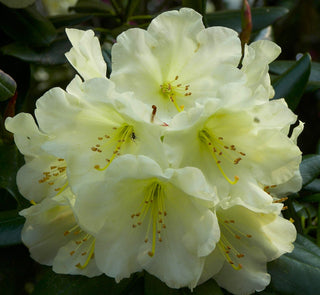Rhododendron ‘Lemon Dream’