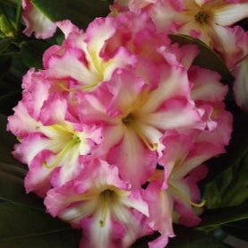 Rhododendron Melrose Flash