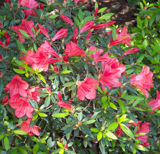 Azalea ‘Nakaharae’