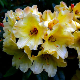 Rhododendron Nancy Evans