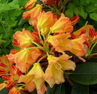 Rhododendron ‘Neon'