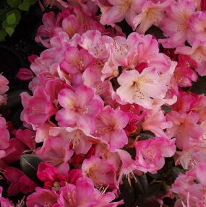 Rhododendron Percy Wiseman